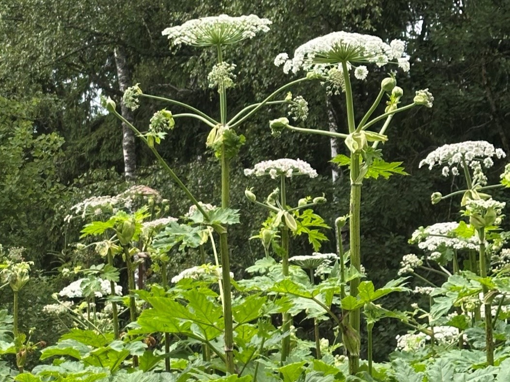 Методические рекомендации по борьбе с борщевиком сосновского (Heracleum sosnovskyi Manden.) на землях сельскохозяйственного назначения.